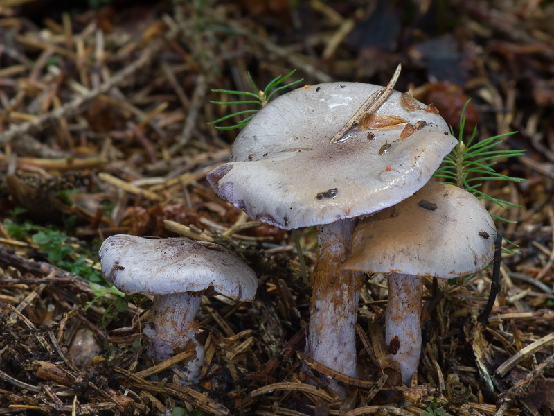 Cortinarius subporphyropus